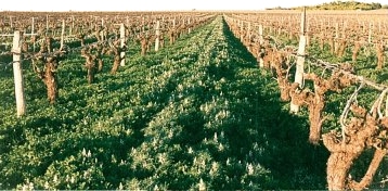 Biologische & biodynamische wijnen