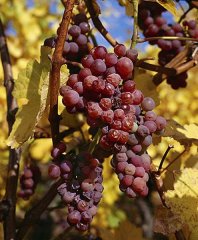 Gewurztraminer