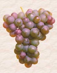 Gewurztraminer