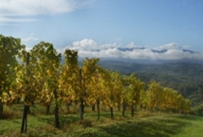 Juran&ccedil;on