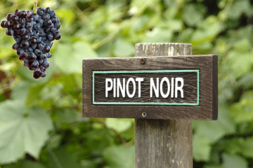 pinot noir